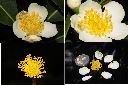 木荷-花蕊.jpg