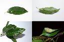 木荷-葉.jpg