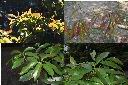 木荷-葉1.jpg