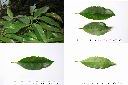 木荷-葉2.jpg