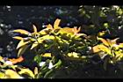 木荷-幼葉00.JPG
