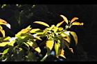 木荷-幼葉01.JPG