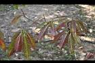木荷-老葉07.jpg