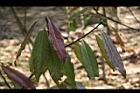 木荷-老葉08.jpg