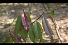 木荷-老葉09.jpg
