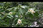 木荷-花01.jpg