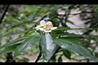 木荷-花02.jpg