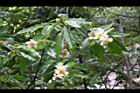 木荷-花03.jpg