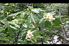 木荷-花04.jpg