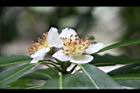 木荷-花05.jpg