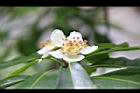 木荷-花06.jpg