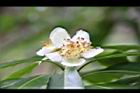 木荷-花07.jpg