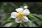 木荷-花10.jpg