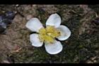 木荷-花11.jpg
