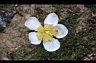 木荷-花12.jpg