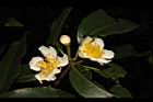 木荷-花13.JPG