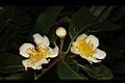 木荷-花14.JPG