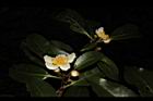 木荷-花21.JPG