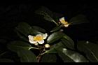 木荷-花22.JPG