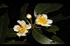 木荷-花23.JPG