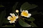 木荷-花24.JPG