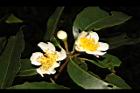 木荷-花25.JPG