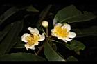 木荷-花26.JPG