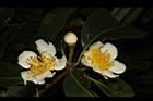 木荷-花27.JPG