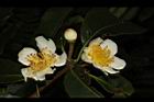木荷-花28.JPG