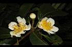 木荷-花29.JPG