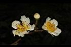 木荷-花31.JPG