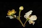 木荷-花32.JPG