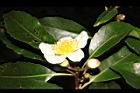 木荷-花33.JPG