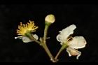 木荷-花34.JPG