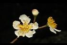木荷-花35.JPG