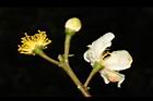 木荷-花36.JPG