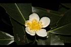 木荷-花37.JPG