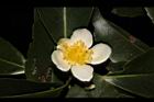 木荷-花38.JPG