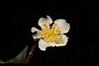 木荷-花39.JPG