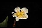 木荷-花40.JPG