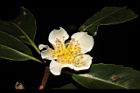木荷-花41.JPG