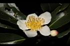 木荷-花42.JPG