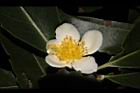 木荷-花43.JPG