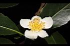 木荷-花45.JPG