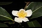 木荷-花46.JPG