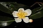 木荷-花48.JPG