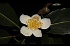 木荷-花50.JPG