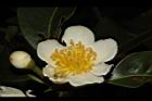 木荷-花51.JPG