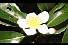 木荷-花52.JPG