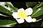 木荷-花53.JPG